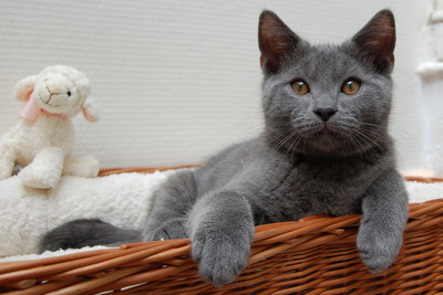 Faucon Noir du Coeur Royal 