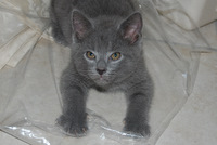 Faucon Noir du Coeur Royal 