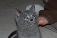 Faucon Noir du Coeur Royal 