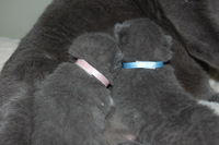 Faucon Noir du Coeur Royal 