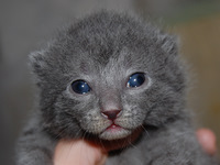 Faucon Noir du Coeur Royal 