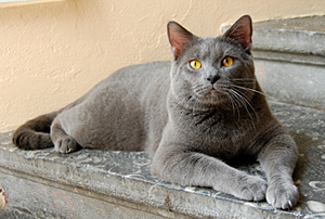 Faucon Noir du Coeur Royal &agrave; 15 mois