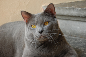 Faucon Noir du Coeur Royal &agrave; 15 mois