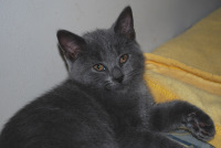 Orpheus Delle Due Torri