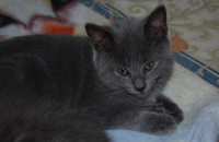 Orpheus Delle Due Torri