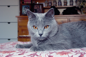 Noreen Delle Due Torri