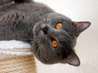 Orpheus Delle Due Torri