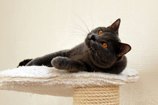 Orpheus Delle Due Torri