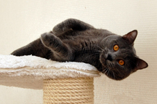 Orpheus Delle Due Torri