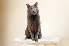 Orpheus Delle Due Torri