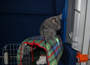 Orpheus Delle Due Torri