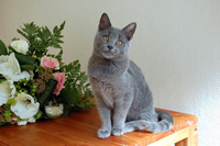 Orpheus Delle Due Torri