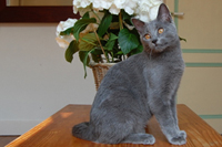 Orpheus Delle Due Torri