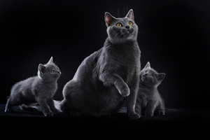 Port&eacute;es, chatons chartreux 