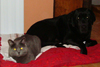 Chartreux et chiens