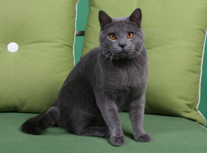 Diderot du Coeur Royal 