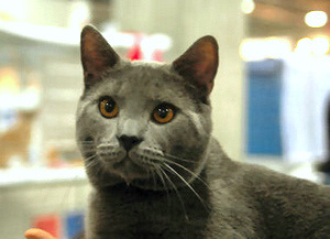 Diderot du Coeur Royal 